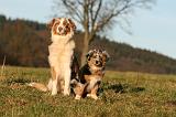 BERGER AUSTRALIEN - ADULT & PUPPY 088
